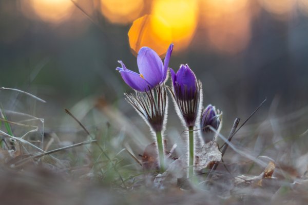 Картинки сон трава в лесу весной
