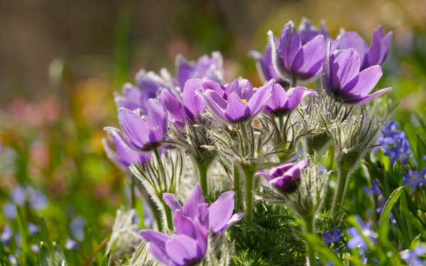 Прострел весенний сон-трава