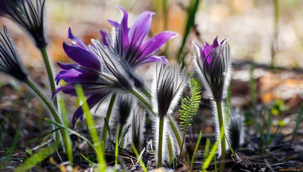 Заставка на рабочий стол сон трава