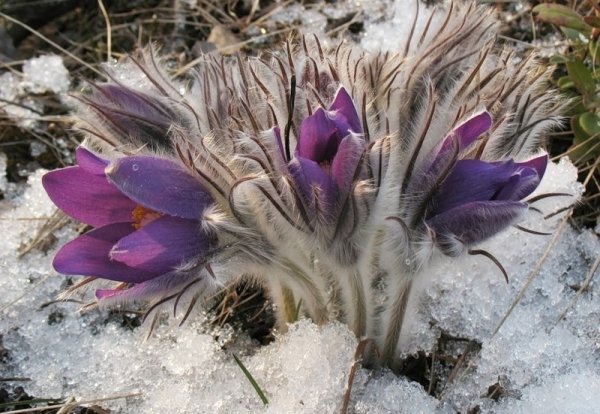 Прострел-сон трава. Цветок.