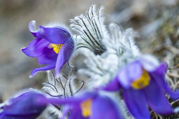 Сон трава бутон