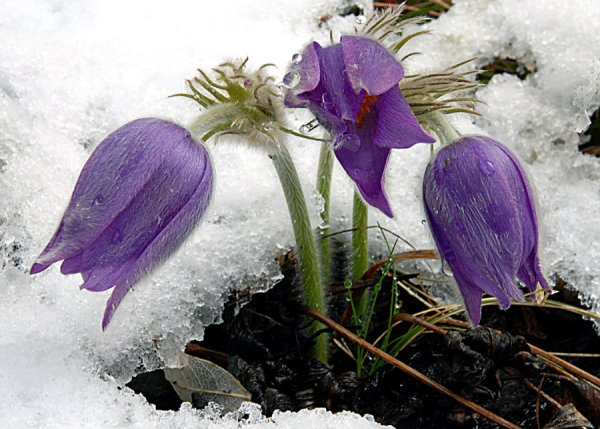 Сон трава Подснежник