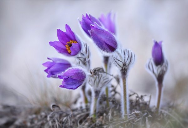 Лютики - прострел (сон - трава)