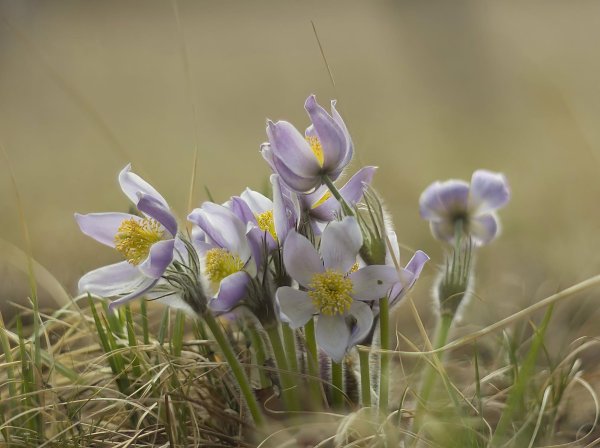 Подснежник прострел весенний