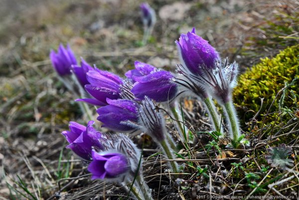 Прострел раскрытый Подснежник
