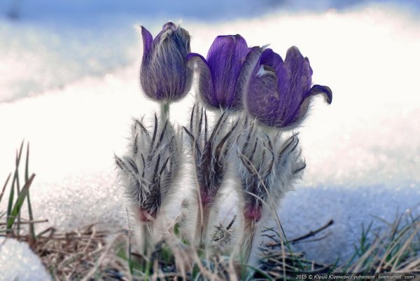 Заснеженная сон трава