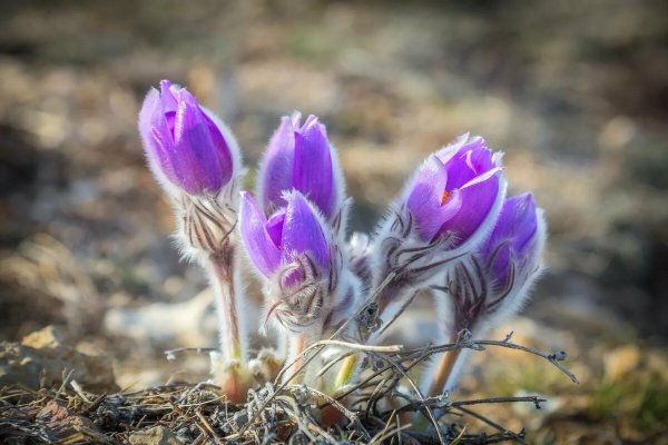 Прострел (Подснежник, сон-трава, Pulsatilla)