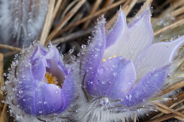 Подснежники синие