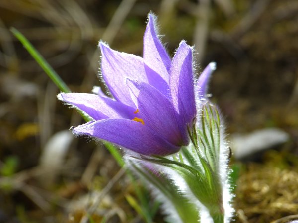 Прострел весенний Pulsatilla vernalis