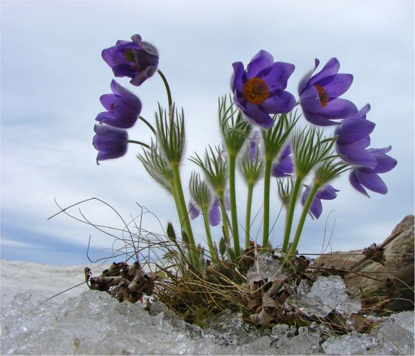 Первоцвет прострел