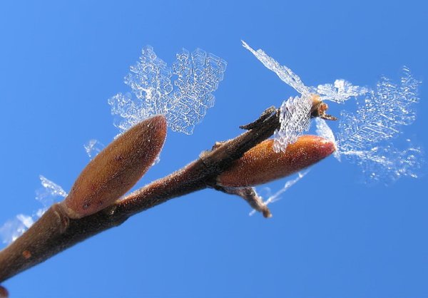 Природа в ожидании весны