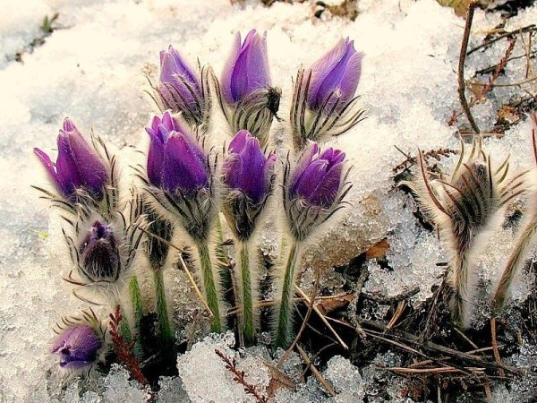 Подснежник Сибирский прострел