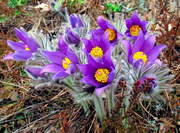 Прострел Лесной