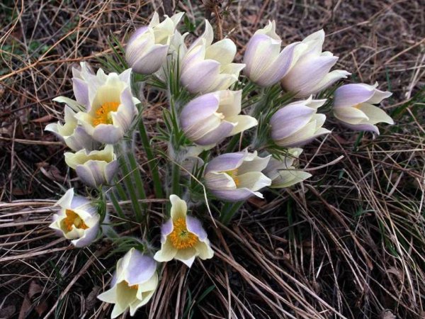 Подснежник Офелия