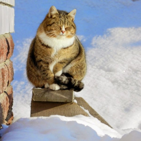 Кот в ожидании весны