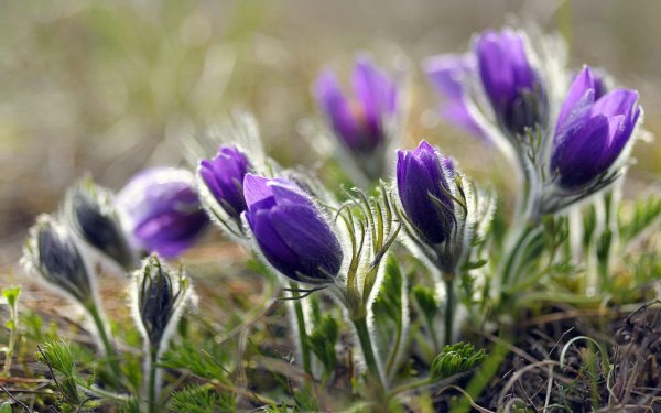 Ургульки Забайкалья