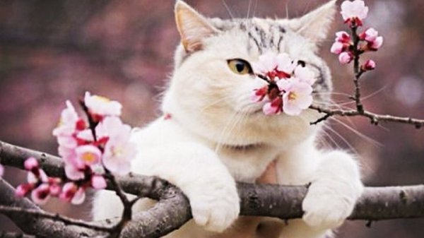 Статусы про зиму