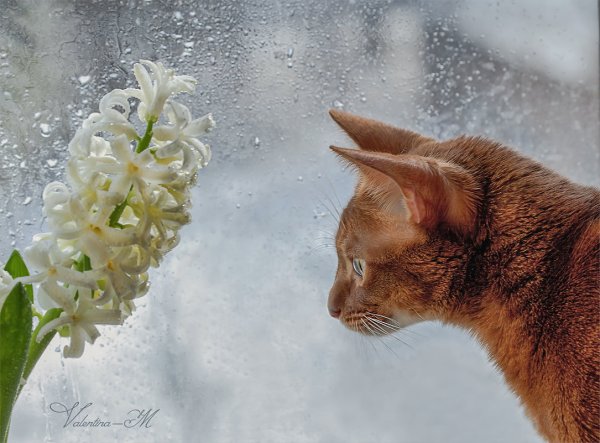 С добрым весенним снежным утром