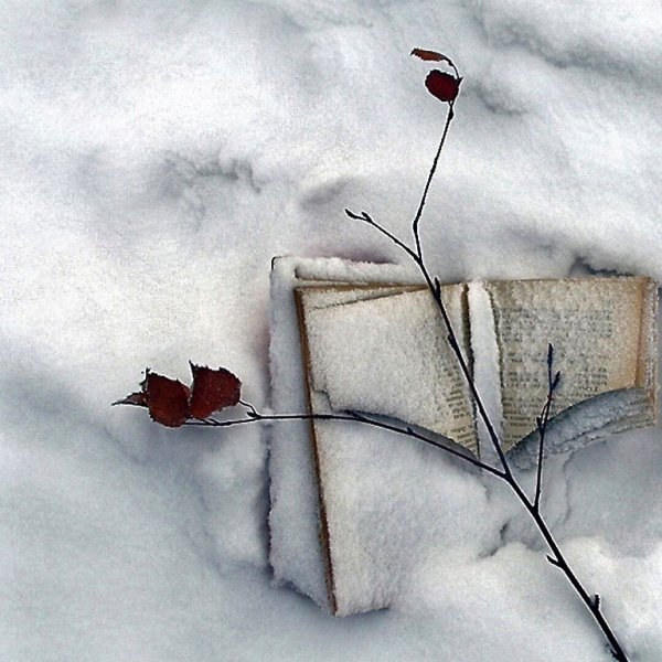 Опавшие ветки на снегу