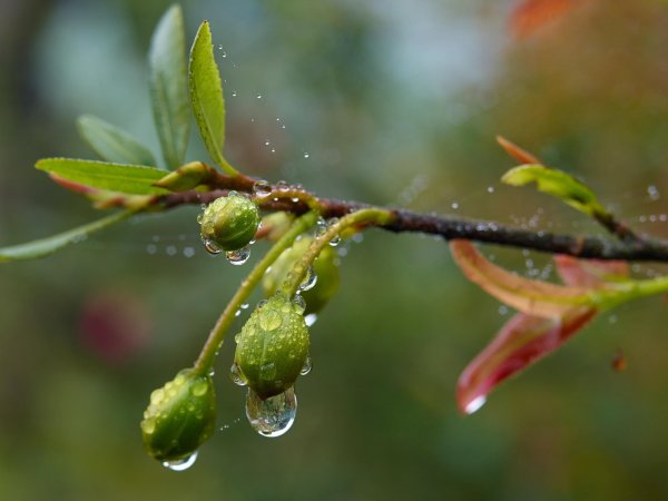 Весна дождь