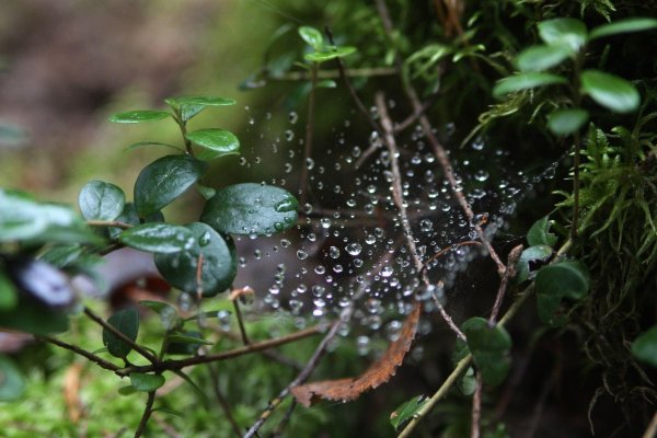 Природа после дождя