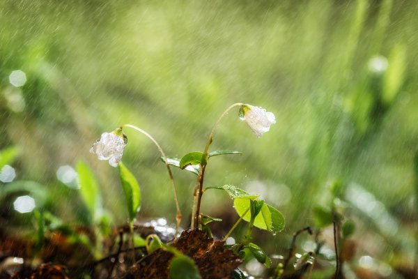 Летний дождь