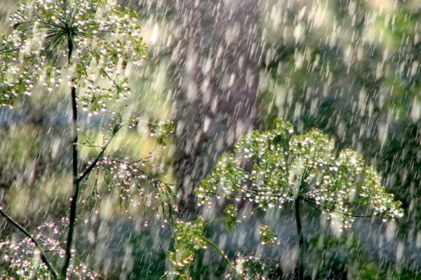 Весенний ливень