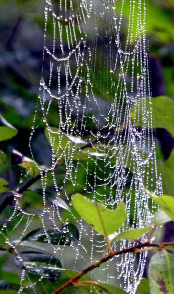 Весенний дождик