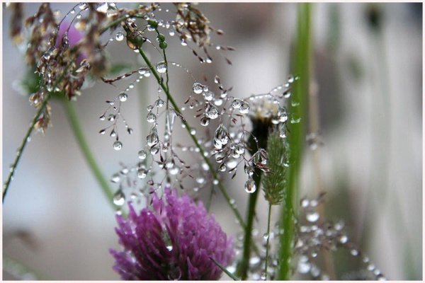 Полевые цветы после дождя