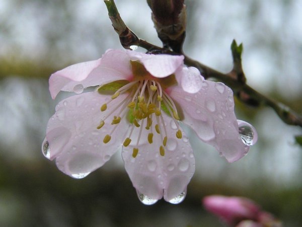 Весенний дождь и цветущие деревья