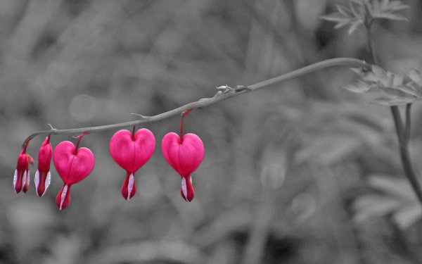 Красивые яркие сердечки