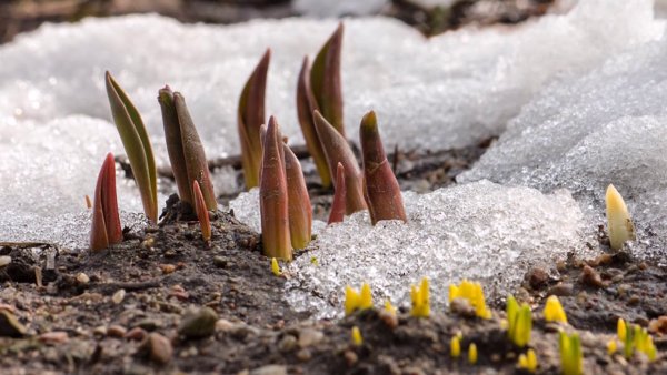Пробуждение природы