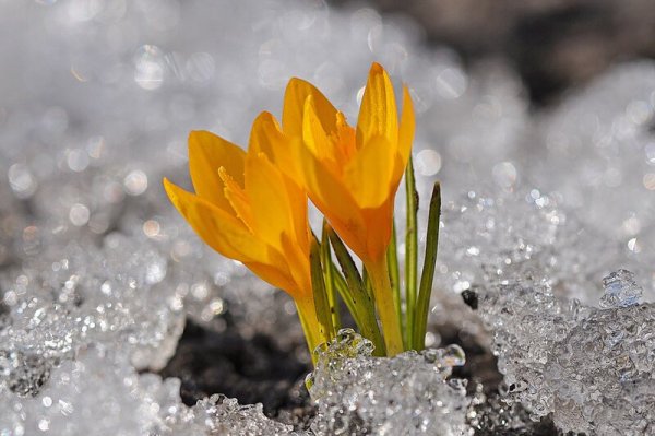 Пробуждение природы весной