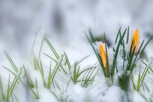 Пробуждение природы