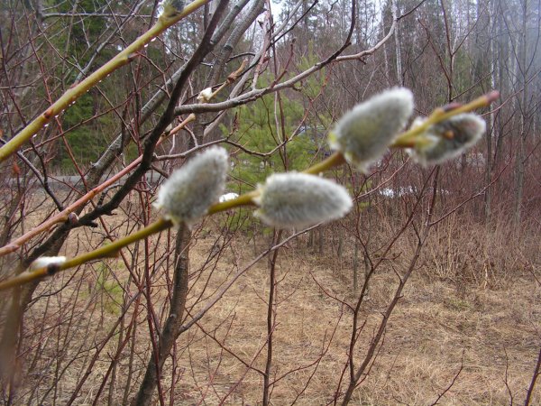 Апрель природа просыпается