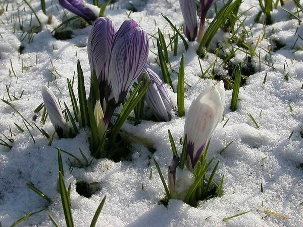 Подснежники зимой