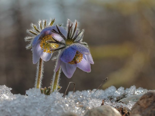 Якутские подснежники сон трава