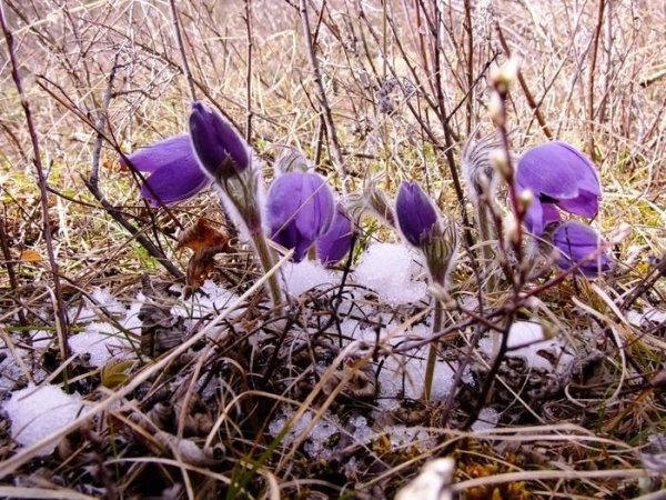 Природа просыпается от зимнего сна