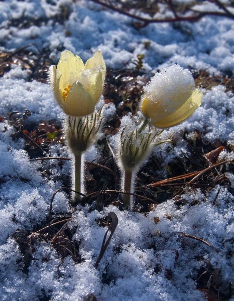 Подснежник Забайкальский
