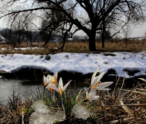 Весенний Ручеек