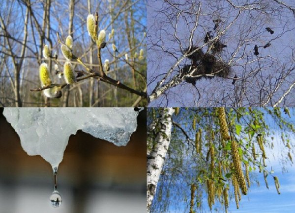 Апрель капель и птицы