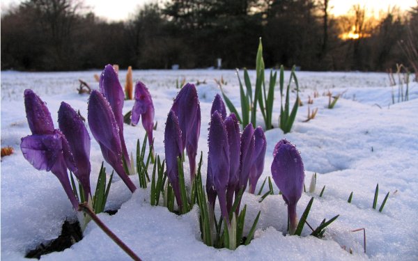 Первоцвет примула в СН