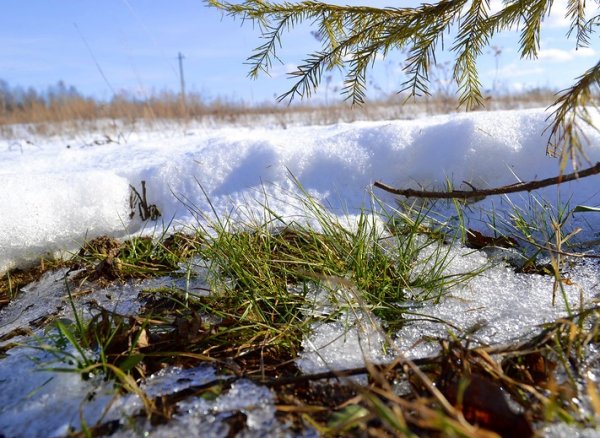 Природа просыпается после зимы