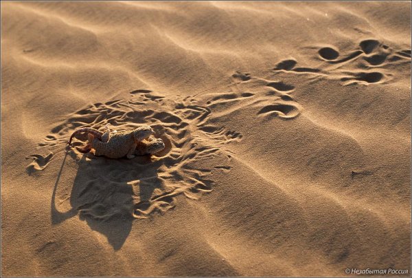 Разлив реки с песчаным обрывом Весна