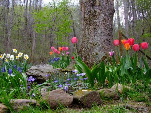 Весенний сад (Spring Topiary Garden)