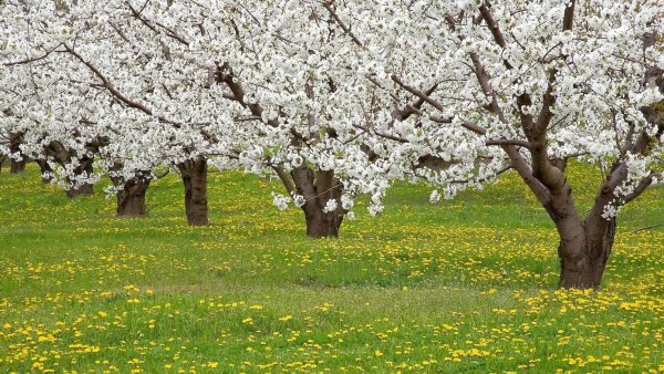 Абрикосовое дерево Vesna