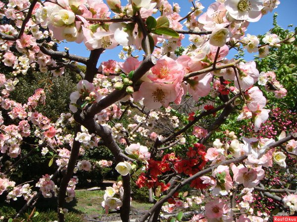 Цветущие яблони Кубань