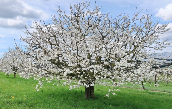 Коломенское Яблоневый сад