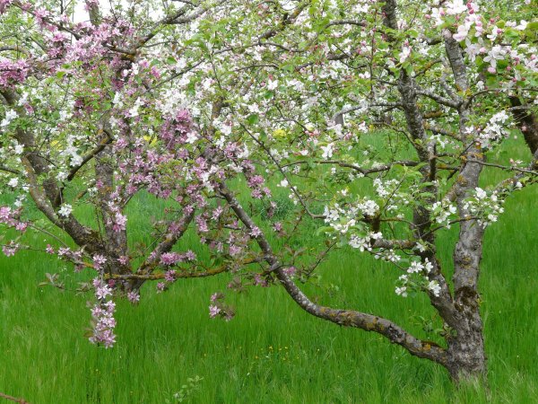 Вишня дерево цветет