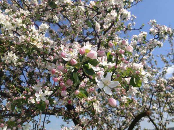 Яблоня Malus Kloz